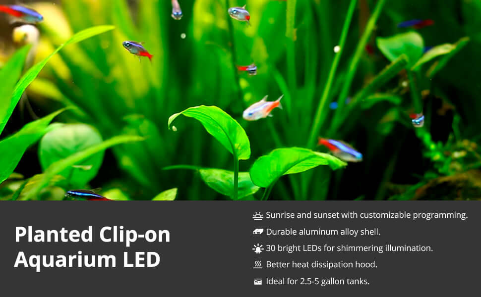 Luce LED a clip NICREW fissata al bordo di un piccolo acquario piantumato